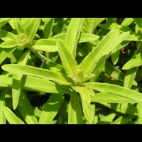 Lysimachia barystachys (fam Primulacees) (Asie de l'est) (3)